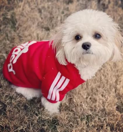 Adidog Pet Dog Hoodie (M)